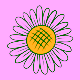 adesivo-di-fiore-di-margherita-bianca-con-un-elemento-di-disegno-a-bordo-bianco_53876-998357